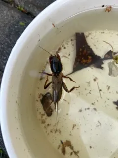 European Mole Cricket thumbnail 2