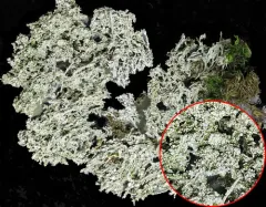 Knobby Moss-wart thumbnail 2
