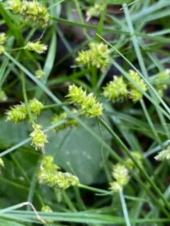 Leavenworth's sedge thumbnail 2