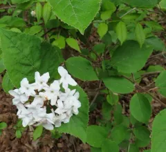 Korean Spice Viburnum thumbnail 4