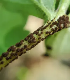 Puccinia hydrophylli thumbnail 2