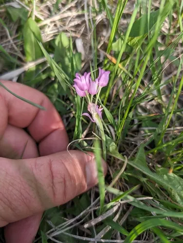 Plains Onion