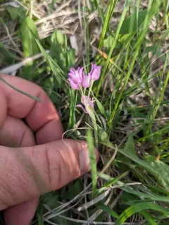 Plains Onion thumbnail 1