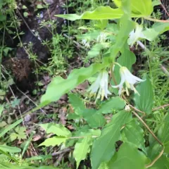 Hooker's fairybells thumbnail 4