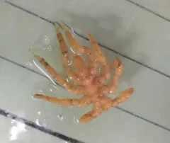 Littoral Sea Spider thumbnail 4