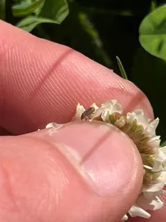Tychius cuprifer thumbnail 3
