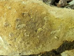 Coriolopsis trogii thumbnail 3