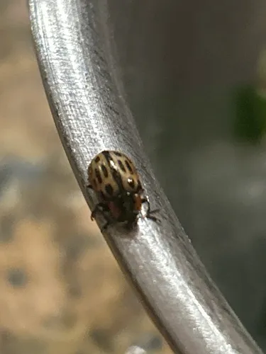 Texas Red-headed Chrysomela