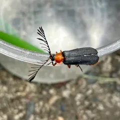 Douglas fir glow-worm thumbnail 4