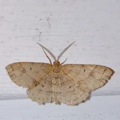 Signate Melanolophia Moth thumbnail 3