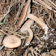 Clitocybe albirhiza thumbnail 3