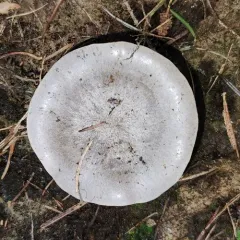 Snowmelt Clitocybe thumbnail 3