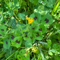 Spotted medick thumbnail 4