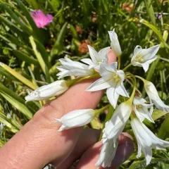 Three-cornered garlic thumbnail 4