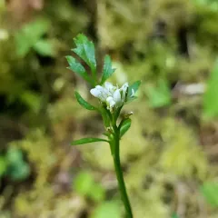 little western bittercress thumbnail 2