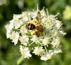 Golden-haired Miner Bee thumbnail 3