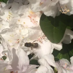Horn-faced Mason Bee thumbnail 3