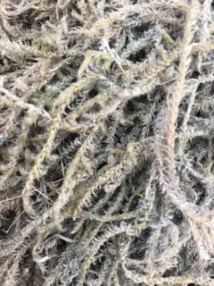 Warnstorfia Moss thumbnail 4