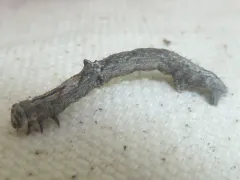 Hesperumia latipennis thumbnail 2
