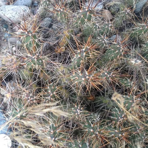 Brittle Pricklypear