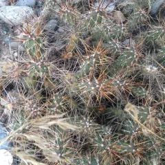 Brittle Pricklypear thumbnail 1