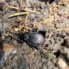 Small Snail-eating Ground Beetle thumbnail 4