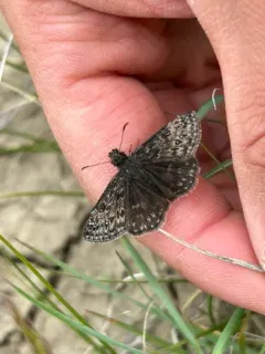Afranius Duskywing thumbnail 2
