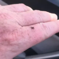 Eastern Black-legged Tick thumbnail 4