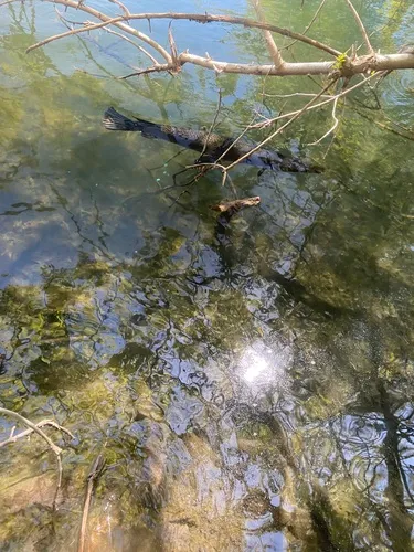 Alligator Gar