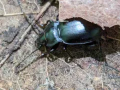Contracted Bombing Beetle thumbnail 1