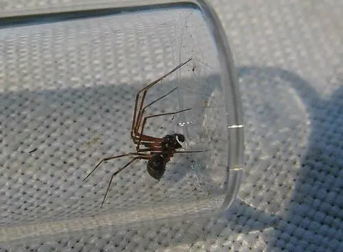 Hump-headed Shield Sheetweaver