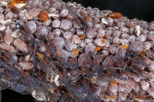 Aphis pawneepae