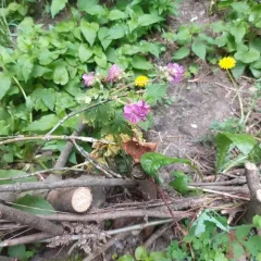 Rock Crane's-bill thumbnail 2