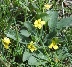 Valley Violet thumbnail 4