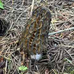 Natural Black Morel thumbnail 3