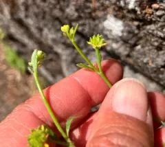smallflower buttercup thumbnail 3