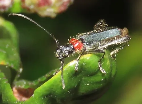 Callimus ruficollis