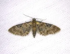 Eupithecia bowmani thumbnail 2