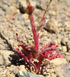 Modoc gilia thumbnail 3