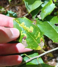 Native Holly Leafminer thumbnail 2
