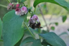 Coquillett's Bumble Fly thumbnail 4