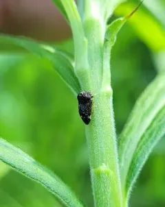 Publilia reticulata thumbnail 4
