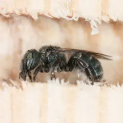 Osmia pumila thumbnail 2