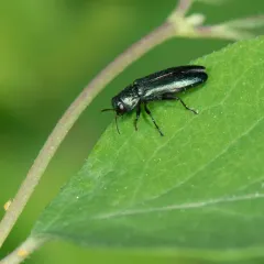 Agrilus cyanescens thumbnail 3