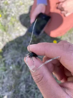 Calosoma lepidum thumbnail 2