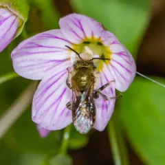 Blue Mason Bee thumbnail 1