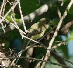 Bell's Vireo thumbnail 4