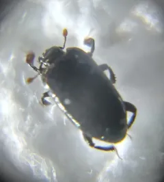 Platylomalus aequalis thumbnail 4