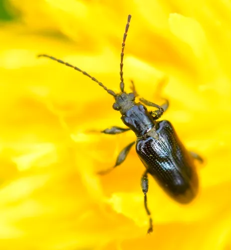 Lustrous reed beetle