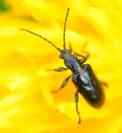 Lustrous reed beetle thumbnail 1
